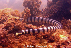 slip-sliding along..Sealife DC1000.. by Richard Campbell 